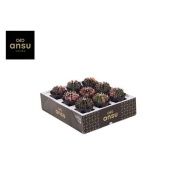 Гимнокалициум биколор d7.5 см h13 см Гимнокалициум биколор d7.5 см h13 см