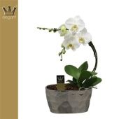 Фаленопсис 2 ствола Boemerang White 16+ In Ceramic (bernhard) d16 см h60 см