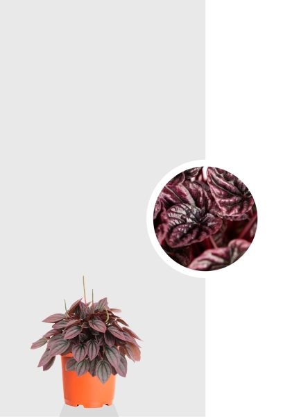 Пеперомия Каперата микс 12/20 см