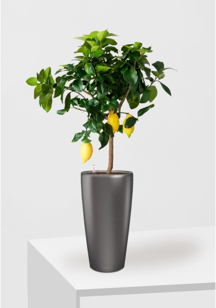 Цитрус Лимон 21/80 см в RONDO 32