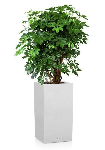 Шеффлера Компакта бранч 40/140 см в CANTO STONE HIGH 40 Шеффлера Компакта бранч 40/140 см в CANTO STONE HIGH 40