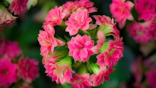 Какие виды каланхоэ бывают? Какие виды каланхоэ бывают?