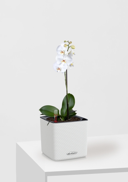 Орхидея Фаленопсис Софт Клауд 12/40 см в CUBE Color 16