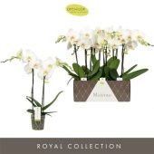 Фаленопсис 2 ствола Maistro Verdi 18+ (opti) d12 см h50 см