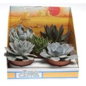 Суккуленты микс In Showdoos d10.5 см h12.5 см