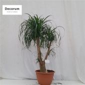 Нолина бранч d40 см h160 см