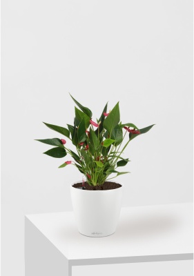 Антуриум многоцветковый 12/40 см в CLASSICO COLOR 18 Антуриум многоцветковый 12/40 см в CLASSICO COLOR 18