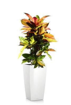 Кротон Мистер Айкетон в CUBICO 30, белый блестящий