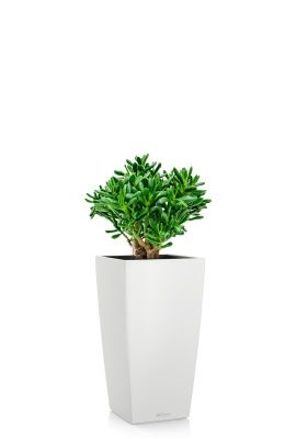 Крассула Хоббит 17/35 см в CUBICO COLOR 22, белый