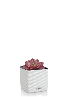 Эхеверия Меджик Парел 12/16 см в CUBE COLOR 14, белый Эхеверия Меджик Парел 12/16 см в CUBE COLOR 14, белый