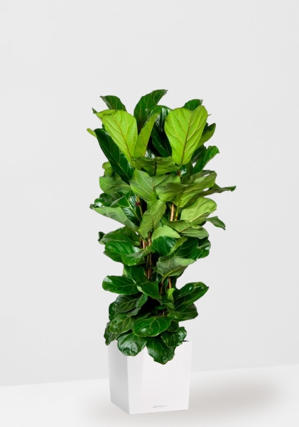 Фикус Лирата 3 ствола 34/140 см в CUBE 40