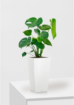 Монстера Делициоза 17/60 см в CUBICO COLOR 22, белый