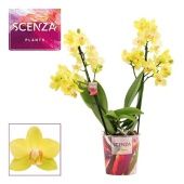 Фаленопсис Multiflora 2st Albenga d12 см h40 см Фаленопсис Multiflora 2st Albenga d12 см h40 см