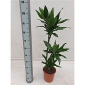 Драцена Стеднери 3 ствола d21 см h115 см
