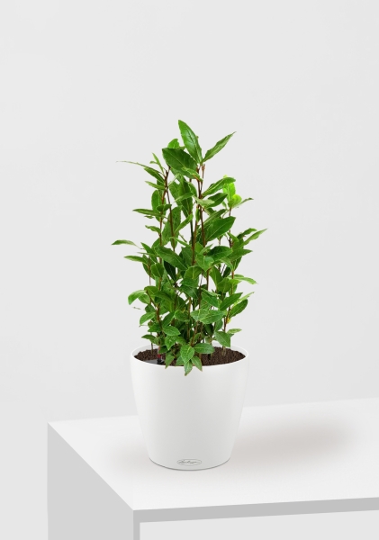 Лавр куст 15/35 см в CLASSICO COLOR 18