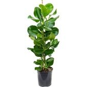 Клузия Розеа d19 см h90 см