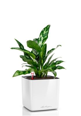 Аглаонема Мария 15/35 в CUBE GLOSSY 16, белый блестящий