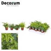 Папоротники микс (decorum) d5.5 см h10 см Папоротники микс (decorum) d5.5 см h10 см