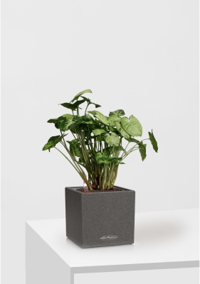 Сингониум Пикси 12/20 см в CANTO STONE 14