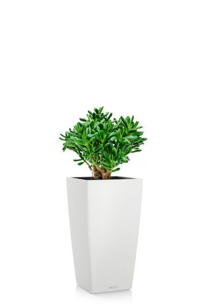 Крассула Хоббит 17/35 см в CUBICO COLOR 22