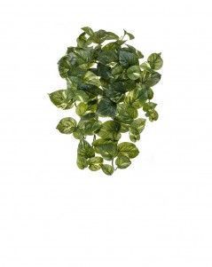Потос крупнолистный ампельный средний