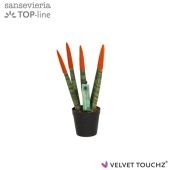 Сансевиерия Velvet Touchz Oranje d6 см h18 см Сансевиерия Velvet Touchz Oranje d6 см h18 см