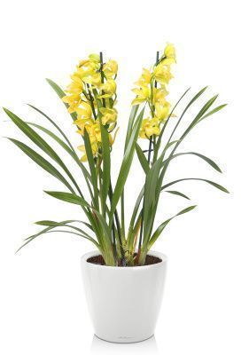 Орхидея Цимбидиум в CLASSICO LS 21, белый блестящий