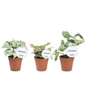 Сингониум микс d12 см h25 см тип 2 Сингониум микс d12 см h25 см тип 2