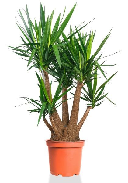 Юкка разветвленная макси 55/190 см Юкка разветвленная макси 55/190 см