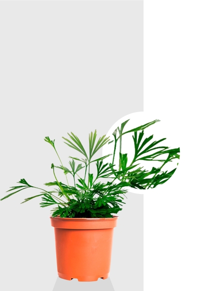 Актиниоптерис Австралийский 5/10 см