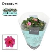 Каланхоэ Calandiva розовый (decorum) d15 см h26 см Каланхоэ Calandiva розовый (decorum) d15 см h26 см