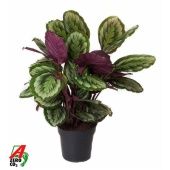 Калатея Мист d27 см h80 см Калатея Мист d27 см h80 см