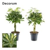 Шеффлера микс d17 см h55 см