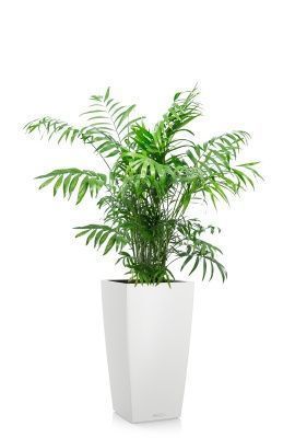 Хамедорея Элеганс 24/120 см в CUBICO COLOR 30, белый