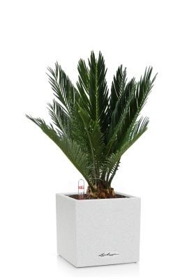 Цикас CANTO STONE 14/40 см Песочный белый Цикас CANTO STONE 14/40 см Песочный белый