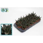 Хавортия Gasworthia d8.5 см h15 см