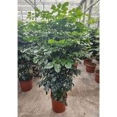 Радермахера Hainanensis d34 см h180 см