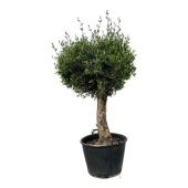 Олива европейская бонсай d65 см h200 см