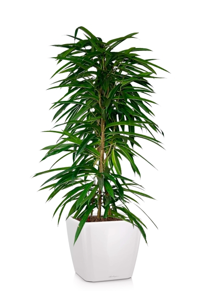 Фикус Али пирамида 24/120 см в QUADRO LS 35