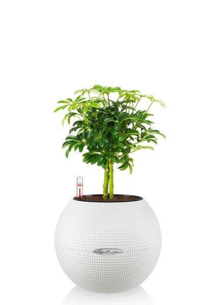 Шеффлера компакта на штамбе 12/40 см в PURO 20 Шеффлера компакта на штамбе 12/40 см в PURO 20