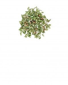 Дэнс Хойя ампельная светло-зелёная с розовым