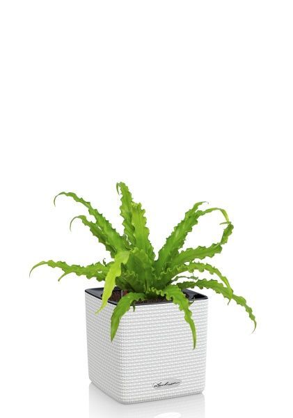 Асплениум Антикум Осака в CUBE COLOR 14