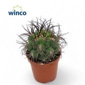 Гимнокалициум Saglyonis d5.5 см h12.5 см