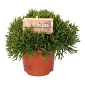 Рипсалис Хатиора d10.5 см h15 см тип 1