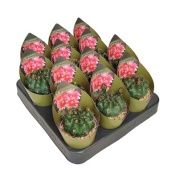 Гимнокалициум Baldianum With Potcover d6.5 см h48 см