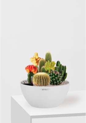 Композиция с кактусами CUBETO COLOR 30/25 см Песочный белый Композиция с кактусами CUBETO COLOR 30/25 см Песочный белый