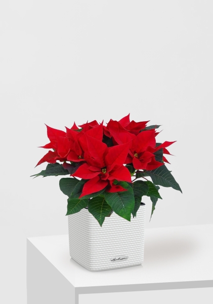 Пуансеттия 12/40 см в CUBE COLOR 14 Пуансеттия 12/40 см в CUBE COLOR 14