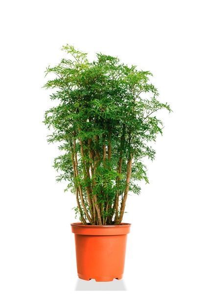 Полисциас Фрутикоза 24/90 Полисциас Фрутикоза 24/90