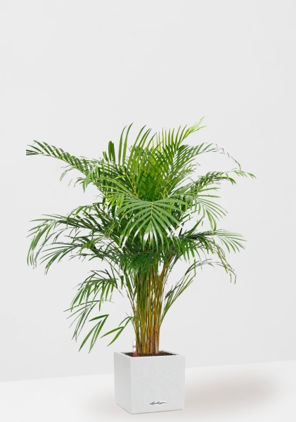 Хризалидокарпус Арека 24/160 см в CANTO STONE LOW 30