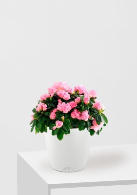 Азалия Фландрес розовая 14/30 см в CLASSICO 18, белый Азалия Фландрес розовая 14/30 см в CLASSICO 18, белый